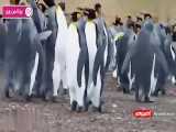 دعوای پنگوئن ها در برف های قطبی