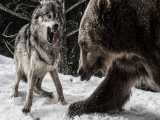 دفاع جسورانه خرس از توله‌هایش در رویارویی با حمله گرگ‌های گرسنه