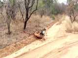 صحنه دلخراش شکار ایمپالا توسط سگ های وحشی