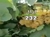 نهال انگور بیدانه کشمشی،در آرال نهال میاندوآب.گرد،سیب،بادام،.09143812014