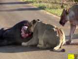 مزاحم ناهار خوردن شیرها در جاده نشوید