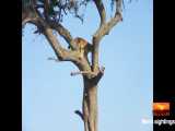 وقتی بچه شیر بالای درخت گیر میکنه و مادر برای نجاتش میره