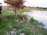 شکار ایمپالا توسط سگهای وحشی و خشن