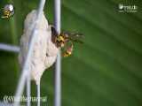 زنبور سفالگر که آشیانه خود را با گل میسازد   حیات وحش تجلی قدرت خداوند