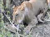 شیر افریقایی مادر و بچه شیرها و محبت شیر مادر به بچه هایش در حیات وحش افریقا