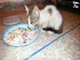 بچه گربه ای که گم شده و گرسنشه و درخواست کمک میکنه
