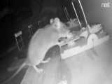 وقتی موش توی تله گیر میکنه. دوربین دید در شب