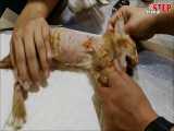 نجات بچه گربه ای که توسط یه سگ طلایی گاز گرفته شده