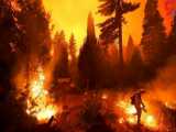 جنگل‌های کالیفرنیا در میان شعله‌های سوزان آتش