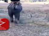حمله ببر خشمگین به فیل مسافربر