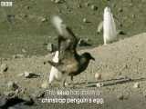 دفاع پنگوئن ها از تخم های خود در برابر پرندگان