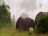 مستند حیوانات / دلتای اوکاوانگو در آفریقا