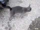گربه خاکستری از گرسنگی با صدای بلند میو می کند