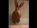 بچه حیوانات سوپر بامزه و خنده دار - خرگوش ها