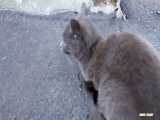بچه گربه زنجبیل و خاکستری