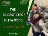 بزرگترین گربه های دنیا