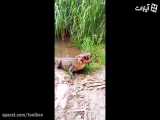 خرد شدن لاکپشت در بین دندانهای تمساح(فقط صداش)