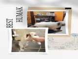 گرومینگ و اصلاح حیوانات خانگی در کلینیک دامپزشکی هوماک میرداماد