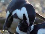 مستندی فوق العاده از زندگی عاشقانه پنگوئن ها...‌..