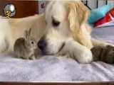 دوستی جالب بچه خرگوشها با سگ
