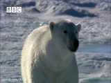Very funny - Polar Bear wrecks Spy Cameras! - Polar Bear Spy on the Ice (Davi