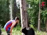 غذا دادن به یک خرس وحشی در جنگل به شیوه‌ای خطرناک