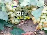 نهال انگور در آرال نهال میاندوآب.Aral Nahal.ir 09143812014
