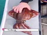 تغییر رنگ جالب ماهی مرکب!!