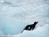حمله نهنگ غول پیکر به پنگوئن!