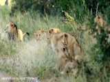 شکار بوفالوها توسط شیرهای حیات وحش افریقا