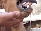 نجات گوساله ای که به خاطر جراحات توانایی غذا خوردن نداره
