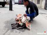 نجات سگ زخمی پیر و گرفتار در خیابان که نمیتونه روی پاهاش بایسته