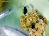 ماهی صافی خال‌قهوه‌ای: Siganus stellatus
