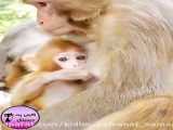 شیر خوردن میمون بچه از میمون مادر