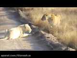 نبرد ۱ شیر سفید در برابر ۴ شیر افریقایی