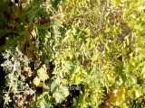 درخت عناب پربار -نهالستان پارس -09152157465