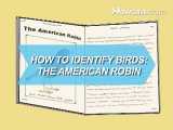 چطور پرنده هارو از هم تشخیص بدیم - سینه‌ سرخ آمریکایی
