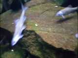 ماهی بوتک شرقی: Cyprinion microphthalmum