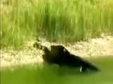 حمله دیدنی تمساح به مار در حاشیه یک رودخانه