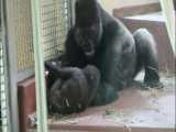بازی تماشایی و دیدنی گوریل نر تنومند با بچه اش در باغ وحش - حیوانات برتر