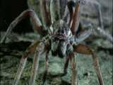 نبرد وحشیانه و مرگبار سمی ترین عنکبوت های جهان (قسمت اول)