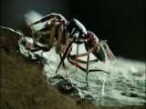نبرد وحشیانه و مرگبار سمی ترین عنکبوت های جهان (قسمت آخر)