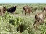 شکار بوفالوها توسط شیرهای گرسنه حیات وحش افریقا