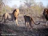 فیلم مستند شکار شیرهای افریقایی در حیات وحش افریقا