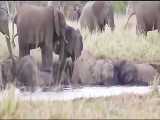 جنگ و شکار شیرها و تماسح و فیلها در حیات وحش افریقا