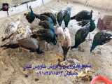 فروش طاووس مصری دوساله‌ ۰۹۱۸۳۵۷۸۵۶۳