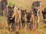 کله معلق شدن شیر افریقایی در شکار گورخر در حیات وحش افریقا بدلیل سرعت شکار