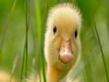 وقتی ی بچه اردک میندازه دنبالت !!