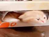 فیلم گربه ی نازو ملوس و بامزه داخل جعبه دستمال کاغذی