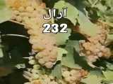 نهال انگور کشمشی زرد،Aral  Nahal.ir 09143812014_09142711245
